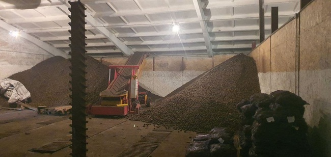 В продаже появился семенной картофель