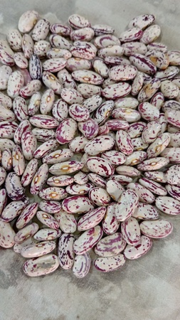 Фасоль рябая