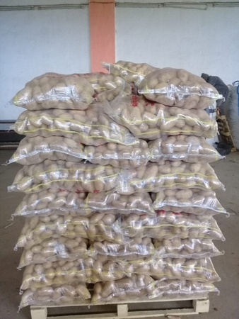 Картофель сорт SPUNTA