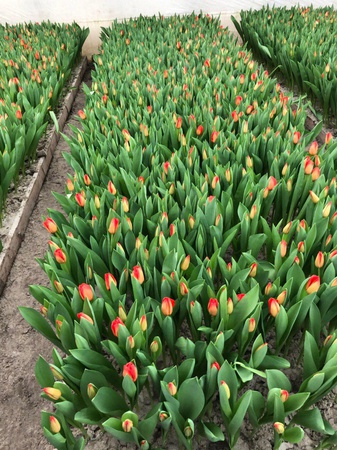 Hollandalı bir ampulden Belarus laleleri