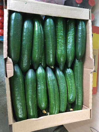 Огурцы (Эстафета, Мева) оптом. Агрофирма