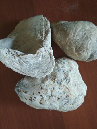 Feed Finely Crushed Sea Shell