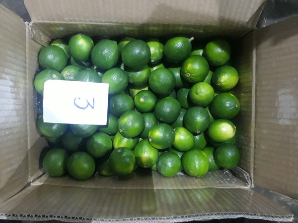 Свежий лайм без косточек из Вьетнама/свежий лайм/свежий зеленый лимон без косточек