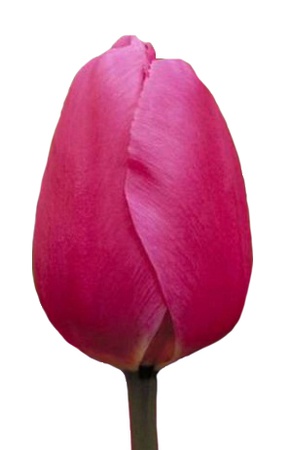 Тюльпаны оптом на 8 марта Jumbo Pink Триумф