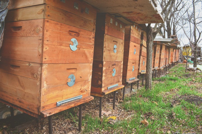 Bir arı kovanından toptan ve perakende 40 ton doğal bal