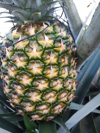 Ананас