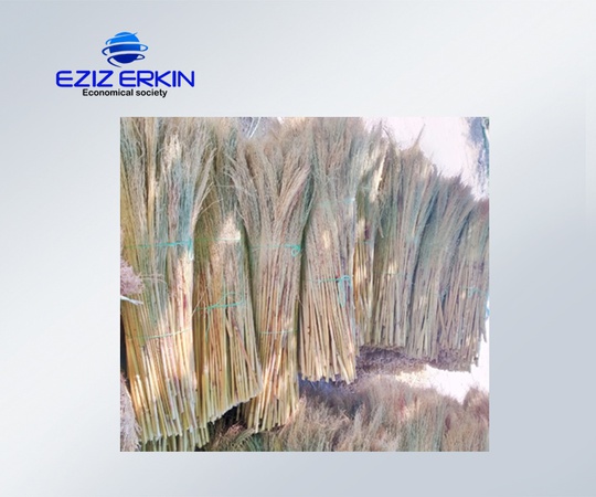 用于生产扫帚的高粱