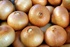 Onions for sale. Available 1000 tons.