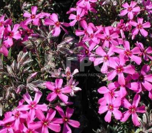 福克斯希洛维德