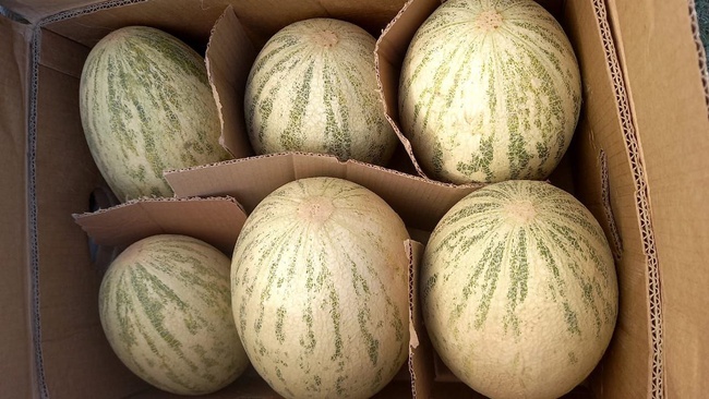 Мощная сушеная дыня из Жетысая 😍