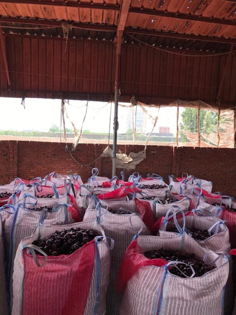 Лук Красный, Золотой