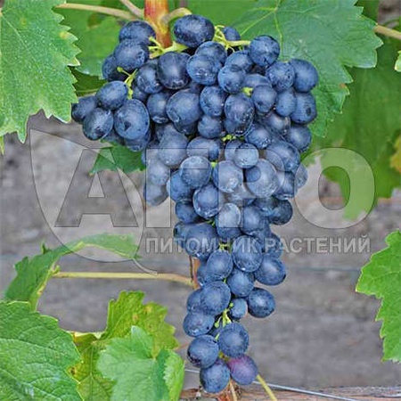 ВИНОГРАД СОРТ АТТИКА