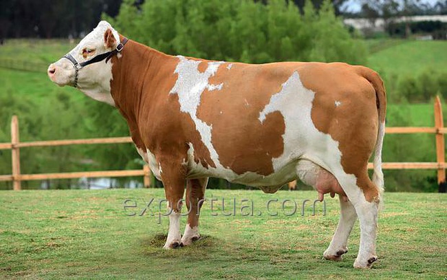 Simmental Cattle, Live Pregnant Cow - buy in bulk on Qoovee Market