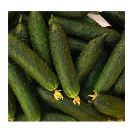 Sera salatalıkları