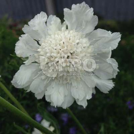 СКАБИОЗА КАВКАЗСКАЯ