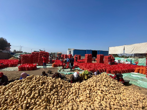 Свежий картофель