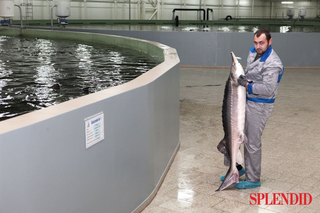 Икра чёрная