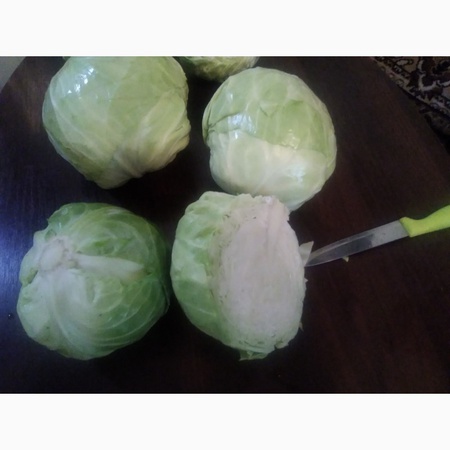 erken lahana sınıfı &quot;Eliza&quot;