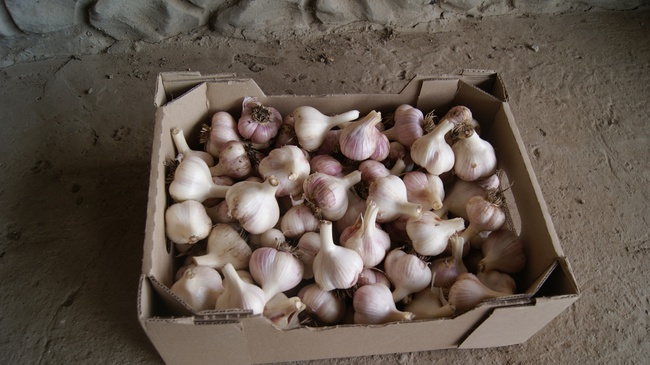 Чеснок Херсонский - высококачественный, эксклюзивный сорт "Любаша Таврическая"