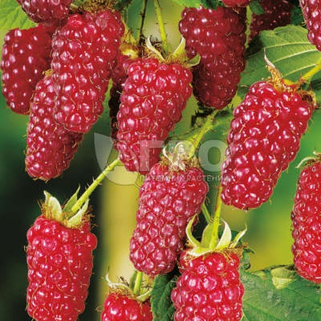 EZHEMALINA VARIETY OF TAYBERI