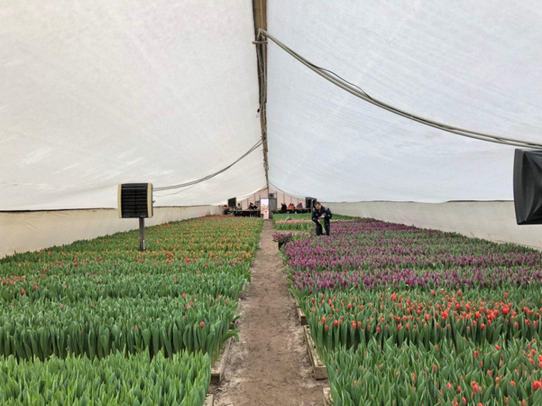 Hollandalı bir ampulden Belarus laleleri