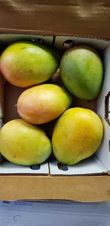 Манго зелёный сорт (Египет)