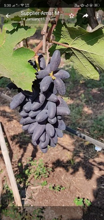 Виноград Сангли Блэк