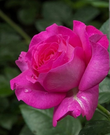 Саженцы голландских и английских сортов роз