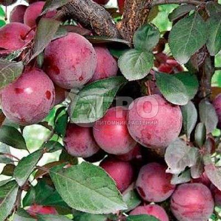 СЛИВА СОРТ ЕВРАЗИЯ