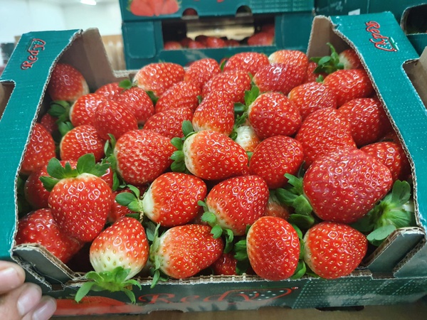 Клубника Клери из Турции