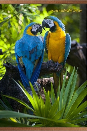 Елена  Денисова