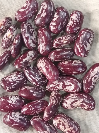 Фасоль королевская