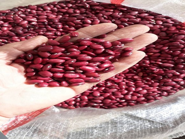 Фасоль томатная