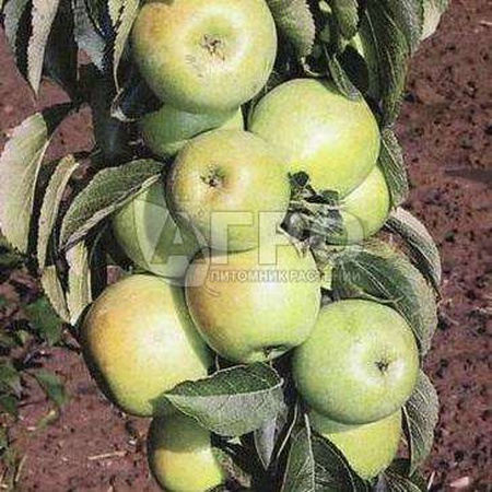 مجموعة متنوعة من الأطفال على شكل عمود التفاح