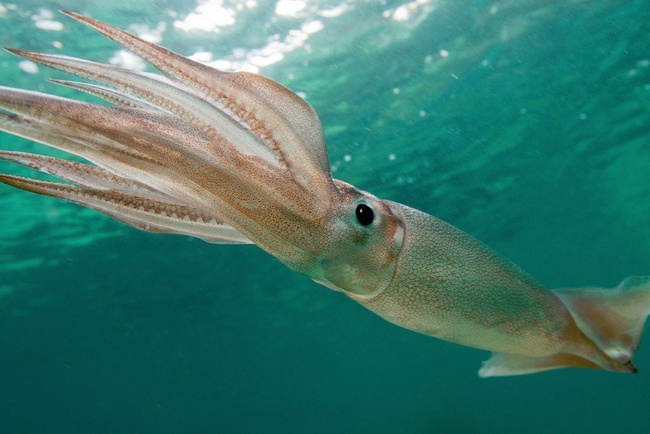 Fish DV, large wholesale, at low prices.