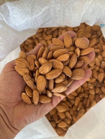 Ядро миндаля