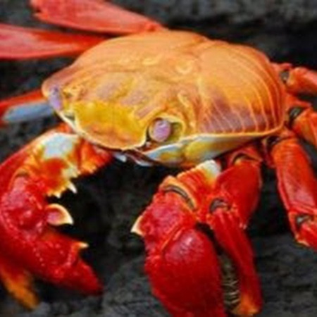 Shellfish, Crabs, Scallops