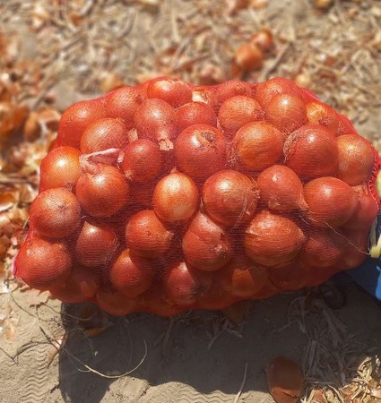 Лук репчатый