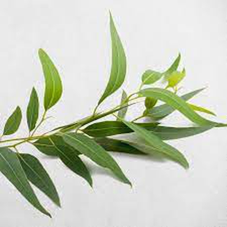 Эвкалиптовое масло