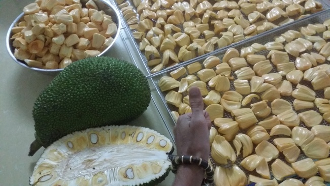 Kurutulmuş Jackfruit. OLMISH fabrikalarından kurutulmuş meyveler