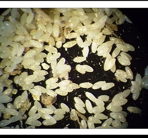 Eggs of the grain moth (sitatrog) SITATROGA !!!