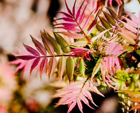 Рябинник рябинолистный «Сэм»