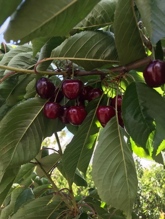 Черешня сорта Наполеон из Турции