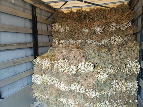 Sorghum for the production of brooms