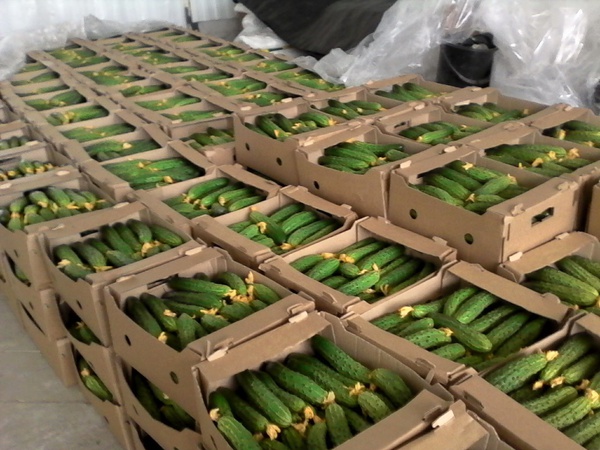 Sera salatalıkları