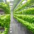 Agricultural greenhouse hydroponic system for growing strawberries and more