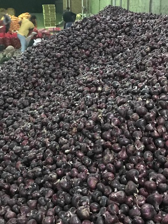 Лук Красный, Золотой