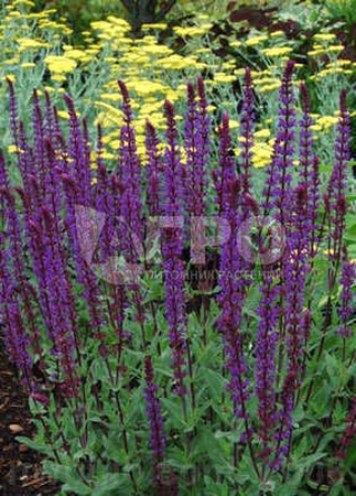 ШАЛФЕЙ ДУБРАВНЫЙ