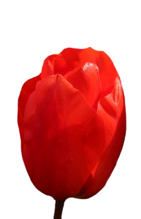 Тюльпаны оптом на 8 марта Lalibela Триумф