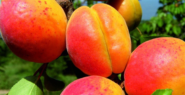 Продаю абрикос оптом с доставкой или без